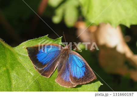 ムラサキシジミ(オス) ムラサキシジミ(オス) 131660197