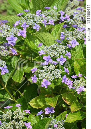 九重の桜・アジサイ 九重の桜・アジサイ 131660452