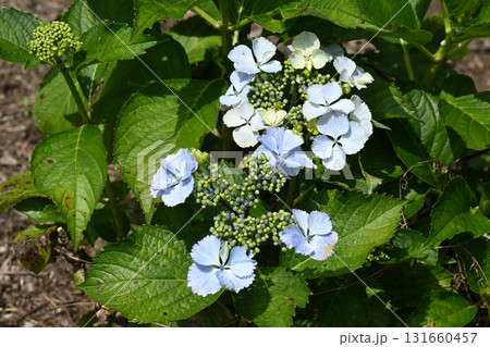 姫小町・アジサイ 131660457