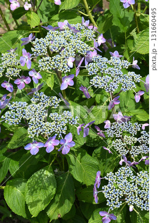 エーゲ海・アジサイ 131660495