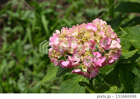 ヒメアジサイ ヒメアジサイ 131660498