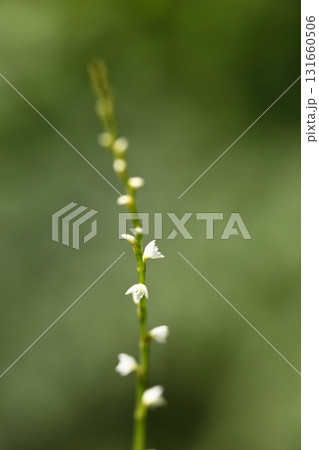 ミズヒキの白い花 ミズヒキの白い花 131660506