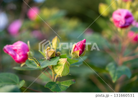 フタトガリコヤガの幼虫　毛虫 131660531