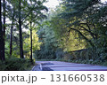 The beautiful green of the trees in the morning during the trip 131660538