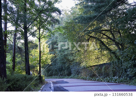 The beautiful green of the trees in the morning during the trip The beautiful green of the trees in the morning during the trip 131660538
