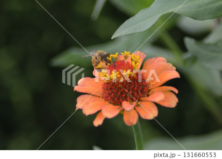 オレンジ色の花に止まる蜂 オレンジ色の花に止まる蜂 131660553