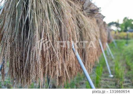 稲刈り後の風景 131660654