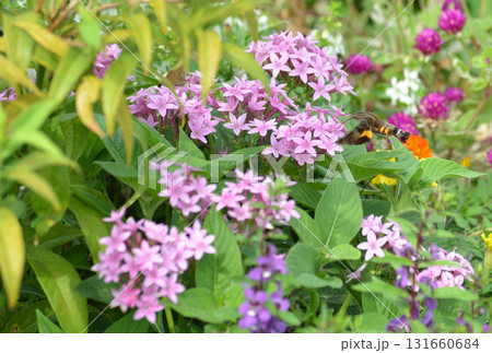 花の蜜を吸う虫 花の蜜を吸う虫 131660684
