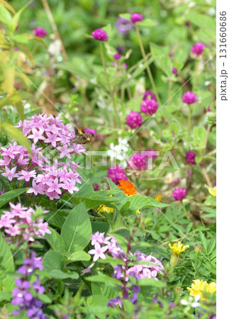 花の蜜を吸う虫 花の蜜を吸う虫 131660686