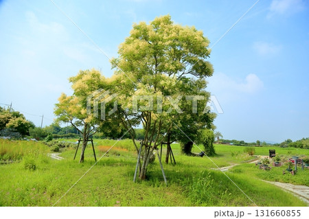 爽やか シマトネリコの花 爽やか シマトネリコの花 131660855