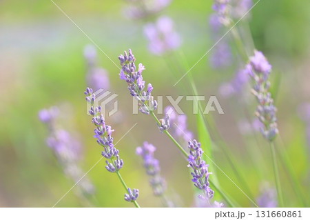 爽やか ラベンダーの花 爽やか ラベンダーの花 131660861