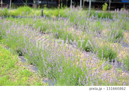 爽やか ラベンダーの花 爽やか ラベンダーの花 131660862