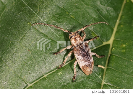 生き物　昆虫　ヨコスジサビカミキリ、濃淡の茶色に灰白色の模様。樹皮に似せた地味な姿 131661061