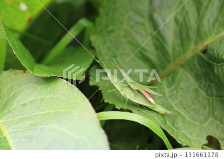 オンブバッタ、イメージ オンブバッタ、イメージ 131661178