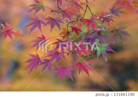 モミジ紅葉 モミジ紅葉 131661190