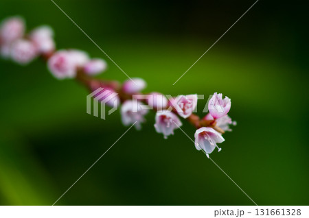 信濃川・やすらぎ堤の白花桜蓼(しろばなさくらたで) 131661328