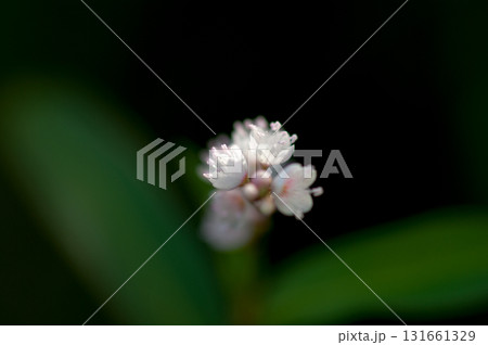信濃川・やすらぎ堤の白花桜蓼(しろばなさくらたで) 131661329