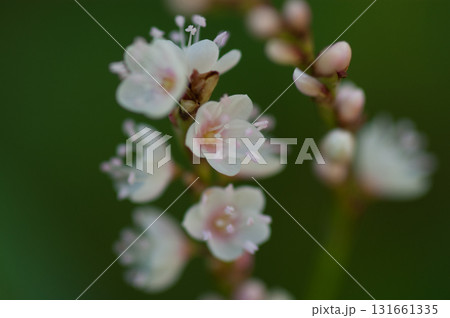 信濃川・やすらぎ堤の白花桜蓼(しろばなさくらたで) 131661335