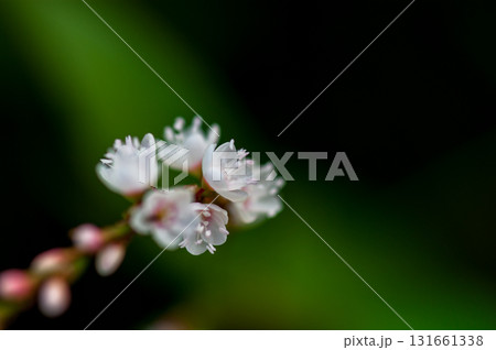 信濃川・やすらぎ堤の白花桜蓼(しろばなさくらたで) 信濃川・やすらぎ堤の白花桜蓼(しろばなさくらたで) 131661338