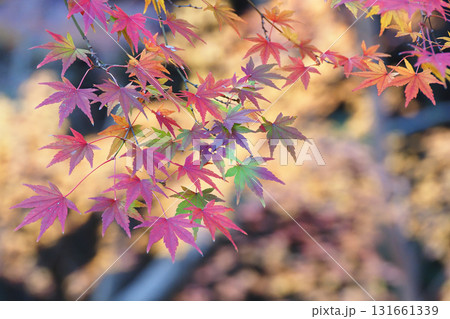 モミジ紅葉 131661339