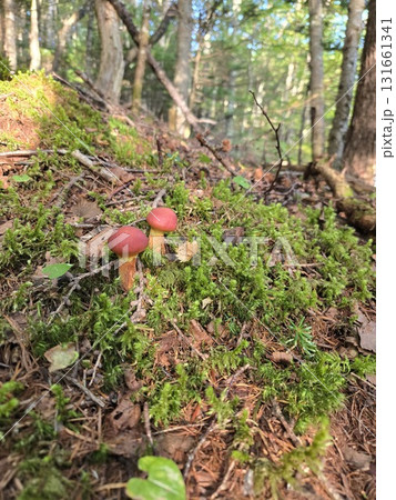 Golden Bolete ハナイグチ・苔の森の赤いきのこ 131661341