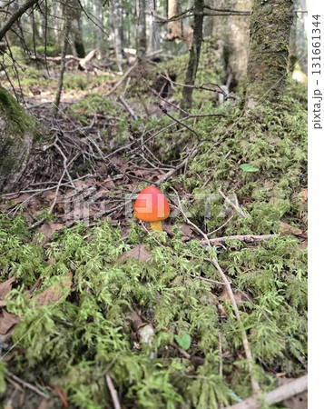 Caesar's Mushroom 幼菌タマゴダケ・苔の森に映える赤 Caesar's Mushroom 幼菌タマゴダケ・苔の森に映える赤 131661344
