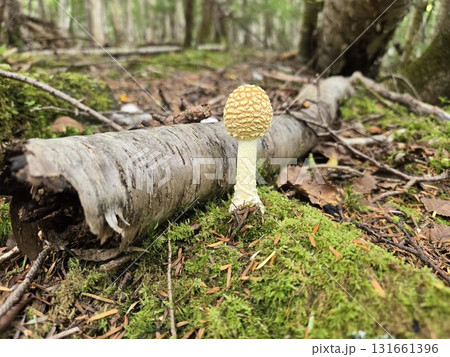 Young Fly Agaric 幼菌ベニテングダケ・苔に育つ命の芽 Young Fly Agaric 幼菌ベニテングダケ・苔に育つ命の芽 131661396