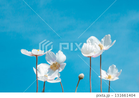 bright white flowers against clear blue sky with soft clouds on sunny day. closeup. 131661404