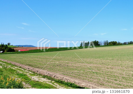 快晴の空と秋を感じる10月の美瑛の丘 快晴の空と秋を感じる10月の美瑛の丘 131661870