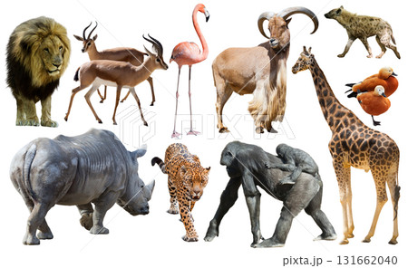 Collage with African mammals and birds 131662040