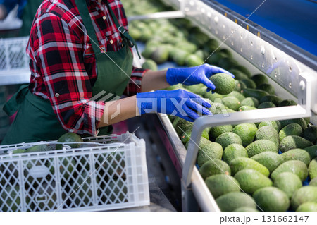 Hands of worker of sorting avocados on conveyor belt 131662147