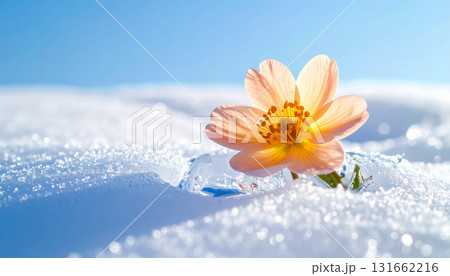 真っ白な雪の中で咲く一輪の花。氷の透明感と淡い光が織りなす、春の訪れを感じさせる幻想的な自然の瞬間。 131662216