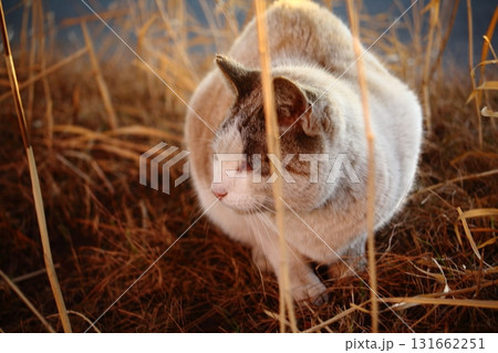 見つめる猫 131662251