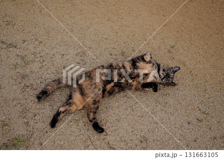 広場で遊ぶさび猫 広場で遊ぶさび猫 131663105