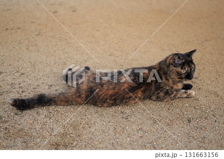 広場で遊ぶさび猫 131663156