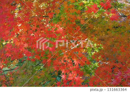 モミジ紅葉 モミジ紅葉 131663364