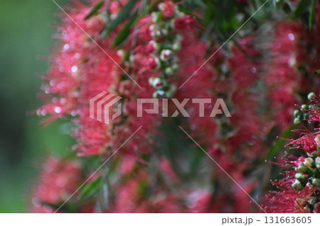 赤いブラシの花をぼかした背景素材 131663605