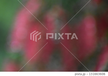 赤いブラシの花をぼかした背景素材 赤いブラシの花をぼかした背景素材 131663606