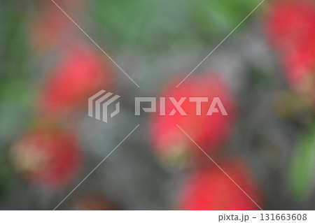 赤いブラシの花をぼかした背景素材 赤いブラシの花をぼかした背景素材 131663608