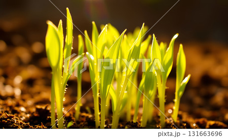 Close-up of new crop sowing. Sprouts are...のイラスト素材 [131663696] - PIXTA