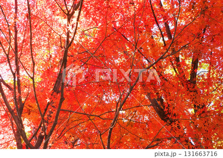 モミジ紅葉 モミジ紅葉 131663716