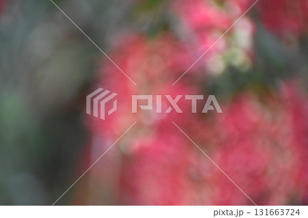 赤いブラシの花をぼかした背景素材 131663724