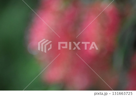 赤いブラシの花をぼかした背景素材 赤いブラシの花をぼかした背景素材 131663725