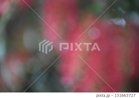 赤いブラシの花をぼかした背景素材 赤いブラシの花をぼかした背景素材 131663727
