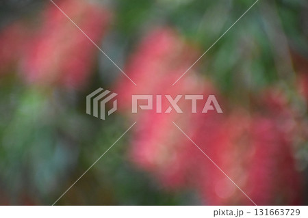 赤いブラシの花をぼかした背景素材 131663729