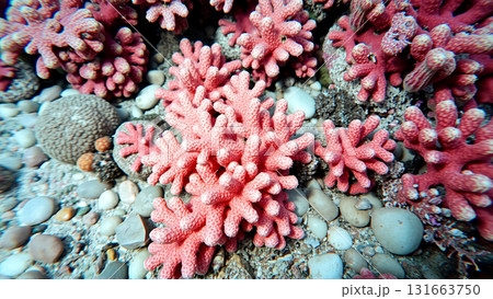 Underwater world, algae, corals, rocks at the bottom of the sea Underwater world, algae, corals, rocks at the bottom of the sea 131663750