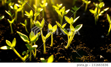 Close-up of new crop sowing. Sprouts are breaking through the soil in the rays of the sun 131663836