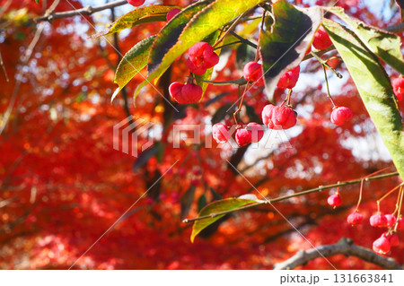 マユミの実とモミジ紅葉 マユミの実とモミジ紅葉 131663841