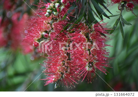 「ブラシの花」は赤いブラシそっくりの花 131664072
