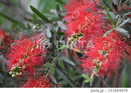 「ブラシの花」は赤いブラシそっくりの花 131664076